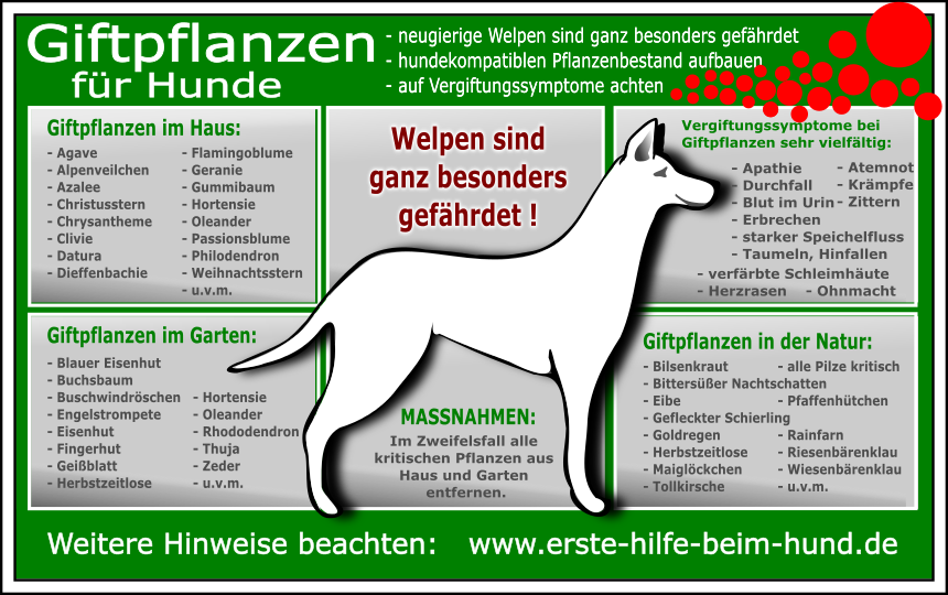 Gefahrenquellen für Hunde Südtiroler Tierfreundeverein