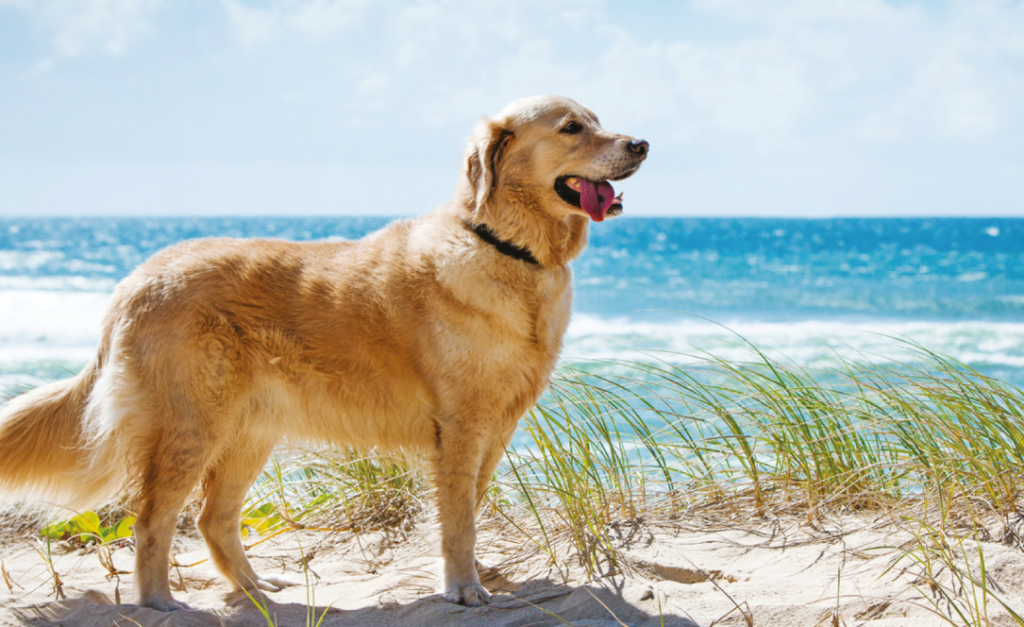 Tipps zur Vorbeugung von Reisekrankheiten beim Hund Südtiroler